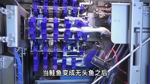 國外鮭魚加工廠 從魚子去取與受精到魚肉產(chǎn)品的全自動加工線